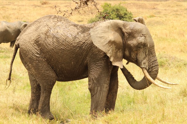 IMG_5876-elefante-tira-barro-2-Web