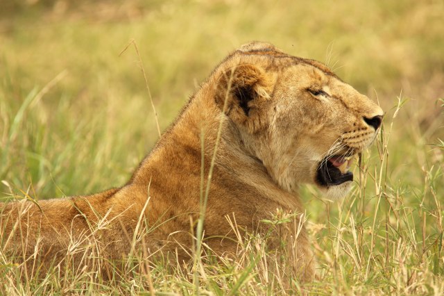 IMG_5884-leona-perfil-web