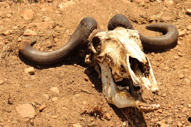 IMG_5921-osamenta-Web