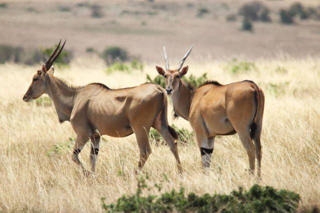 IMG_5933-Eland-mira-Web