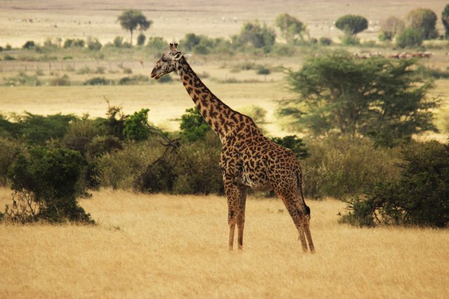 IMG_5979-jirafa-PGweb