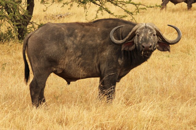 IMG_6023-Bufalo-PG-web