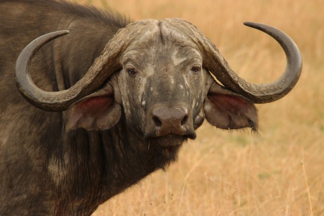 IMG_6033-Bufalo-PP-web