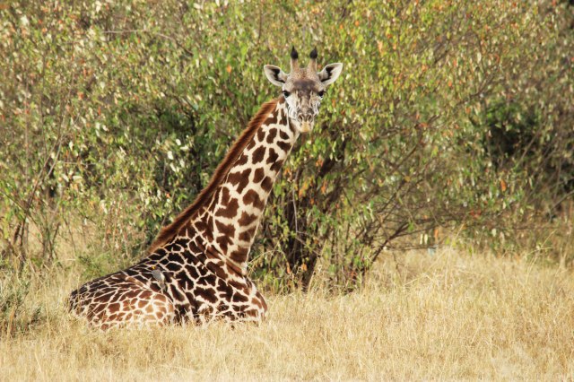 IMG_6079-jirafa-mira-pp-web