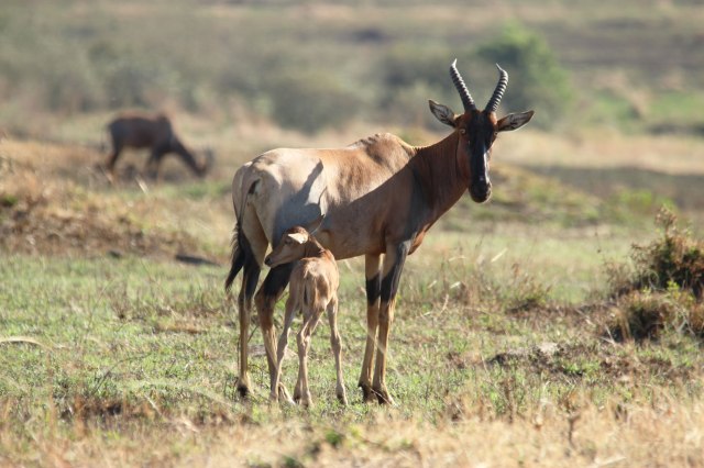IMG_6280-Topi-más-cría-Web