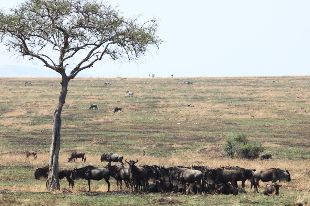 IMG_6386-PG-Ñus-y-arbol-Web