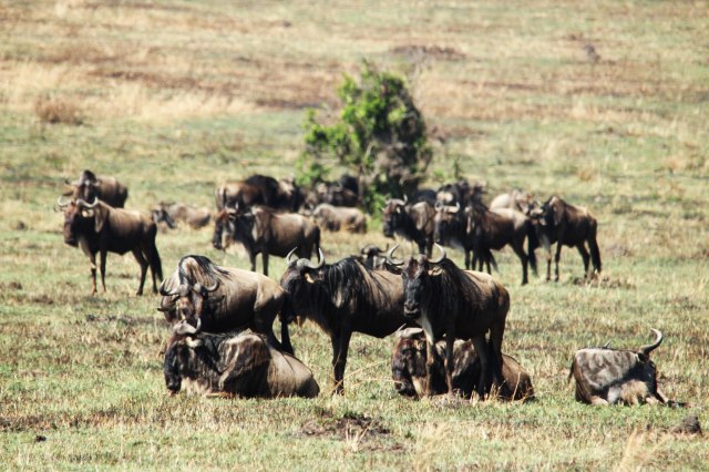 IMG_6395-Ñus-en-grupo-web