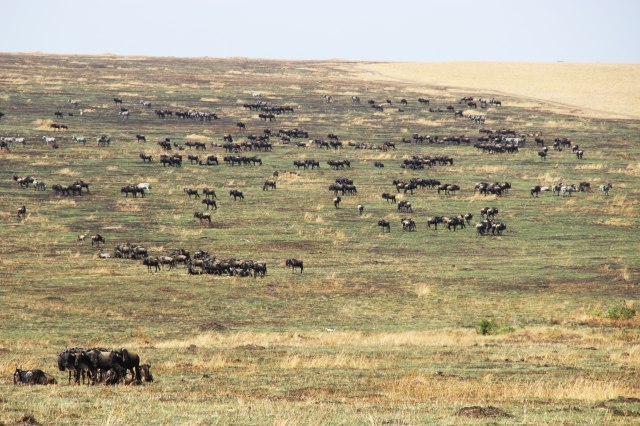 IMG_6400-Ñus-gran-plano-general-Web