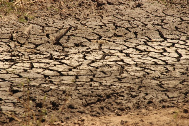 IMG_6434-charcha-seca-web