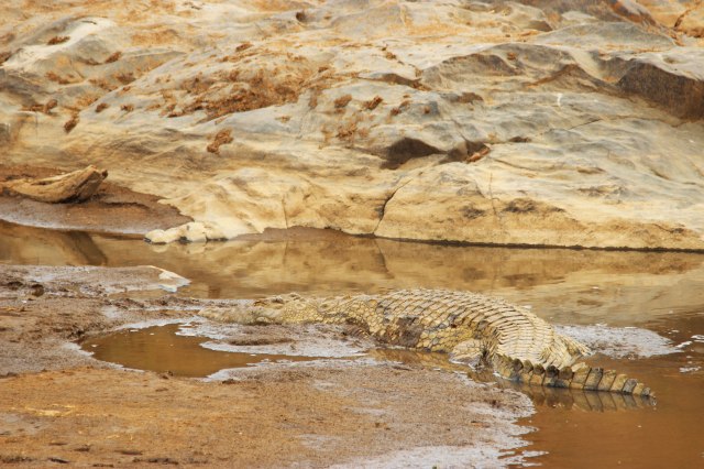 IMG_6532-Cocodriloweb