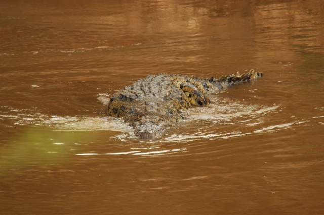 IMG_6547-CocodriloWeb