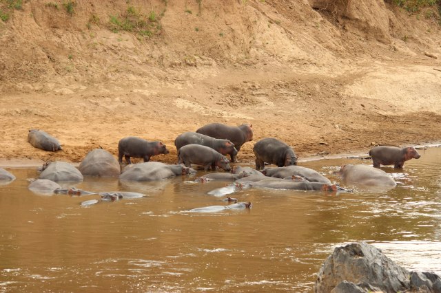 IMG_6551-Hipos-grupo-web