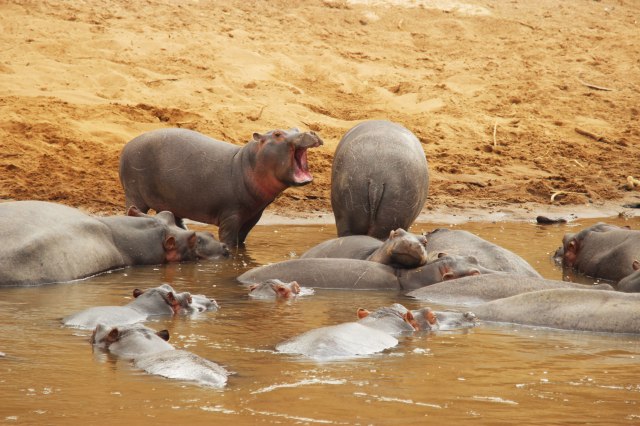 IMG_6560-Hipos-abre-boca-web