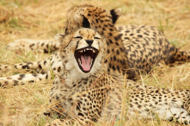 IMG_6727-Guepardo-cria-bsotezo-web