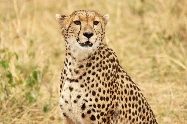 IMG_6802-Guepardo-mira-a-camara-web