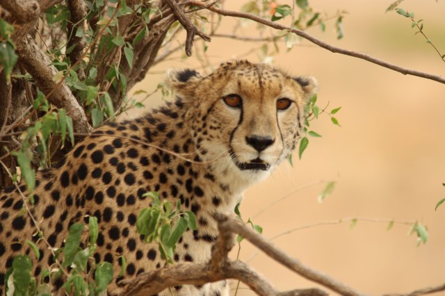 IMG_6835-Guepardo-arbusto-mira-a-camaraWeb