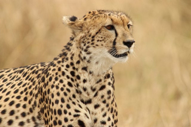 IMG_6872-GUEPARDO-OKweb