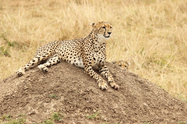 IMG_6875-GUEPARDO-Y-CRIA-OKweb