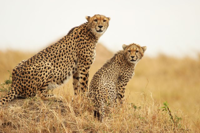 IMG_6925-GUEPARDO-Y-CRIA-OK-OKweb