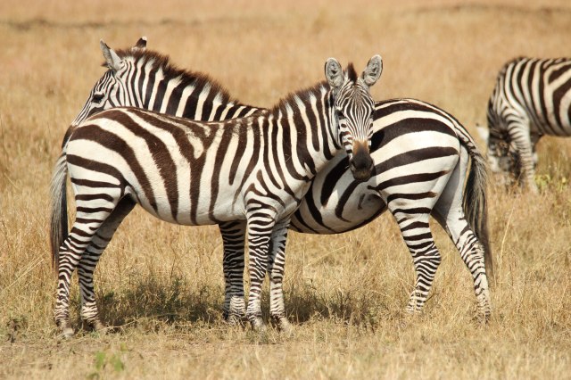 IMG_6972-Zebras-posicion-flancos-Web