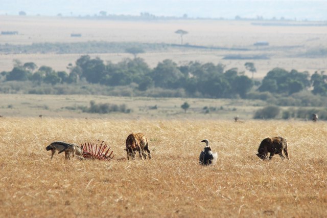 IMG_7073-carroñeros-web