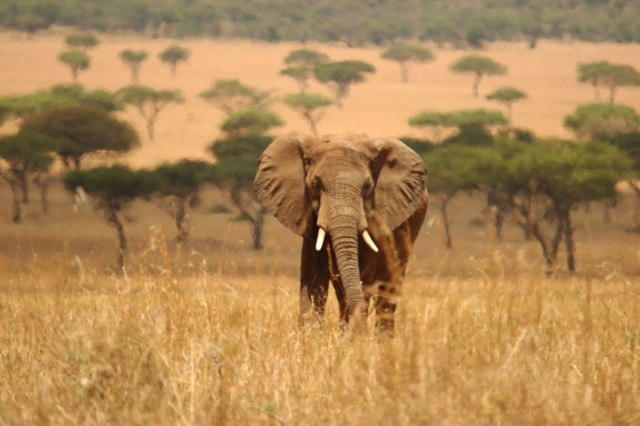 IMG_7310-Elefante-sabana-desenfocada-Web