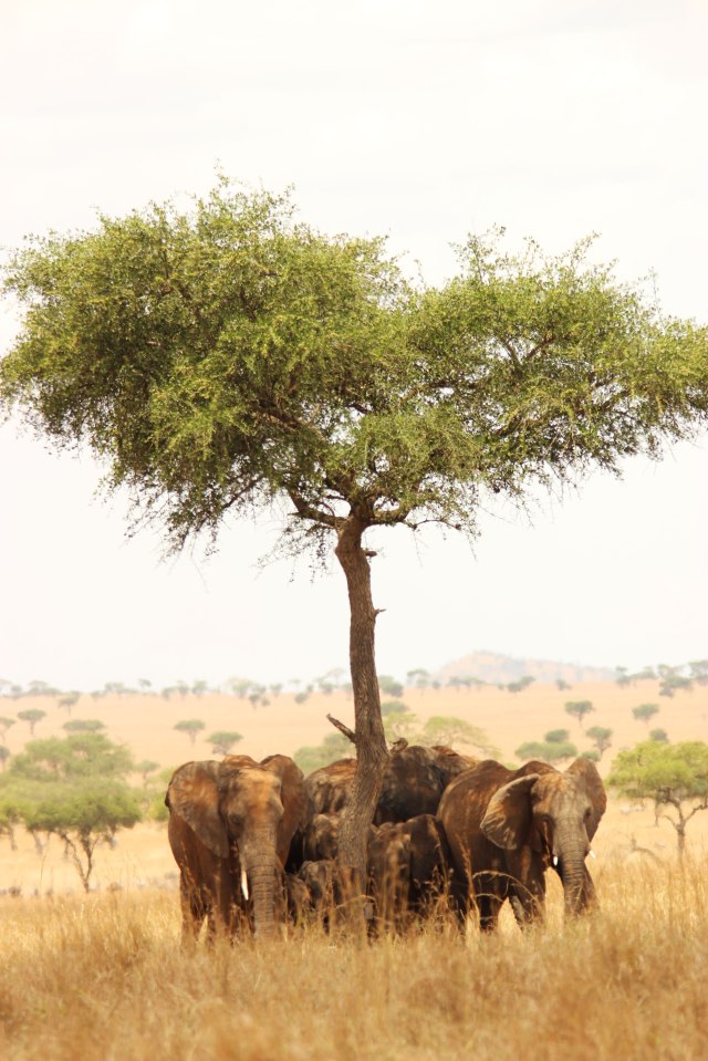 IMG_7315-Elefantes-bajo-arbolWeb