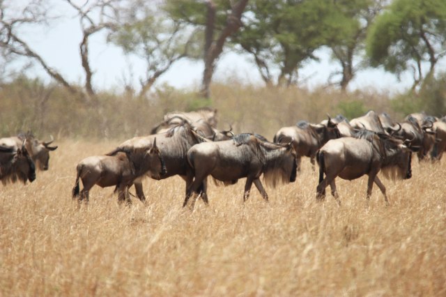 IMG_7326-Ñus-PCWeb