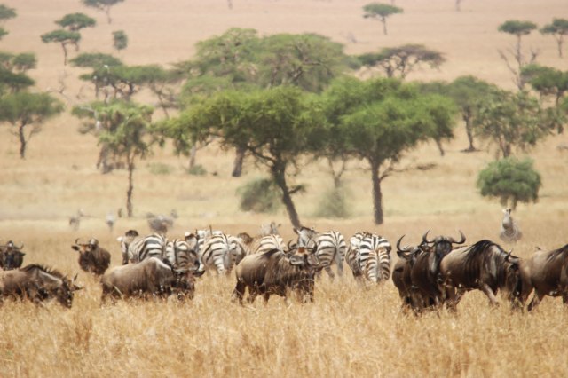 IMG_7332-ñus-zebras-y-acaciasWeb