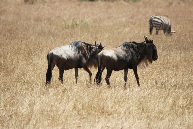 IMG_7338-ñus-solitarios-Web