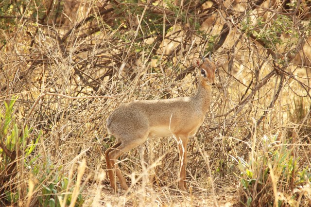 IMG_7377-Dik-dik-okWeb