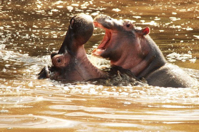IMG_7398-Hipos-luchandoWeb