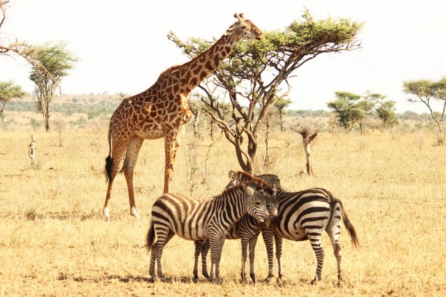 IMG_7421-zebras-y-jirafasWeb