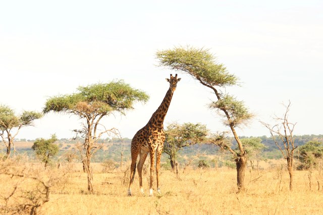 IMG_7426-jirafa-sombra-acacia-ok-Web