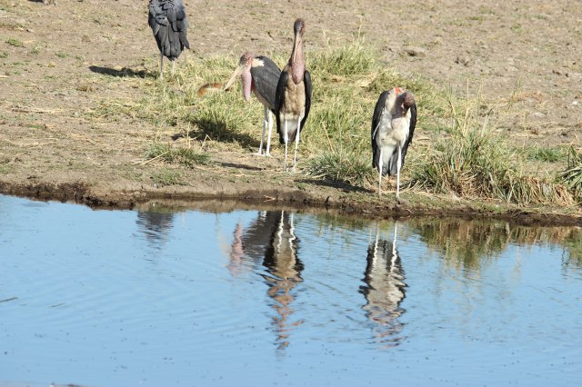 IMG_7452-Marabu-y-rio-Web