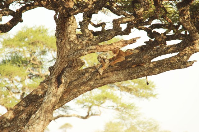 IMG_7471-Leona-mas-gacela-en-arbol-Web