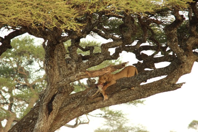 IMG_7512-Leona-come-gacela-en-arbol-Web