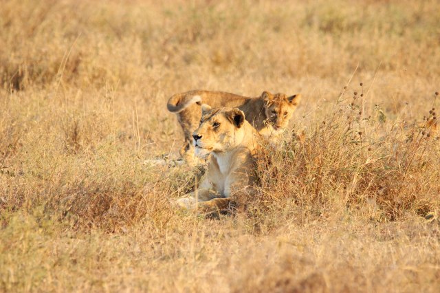 IMG_7524-Leona-mas-cria-Web