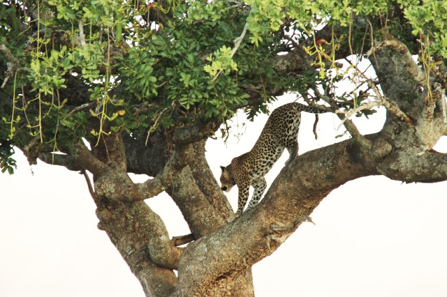 IMG_7686-LEOPARDO-ARBOLWeb