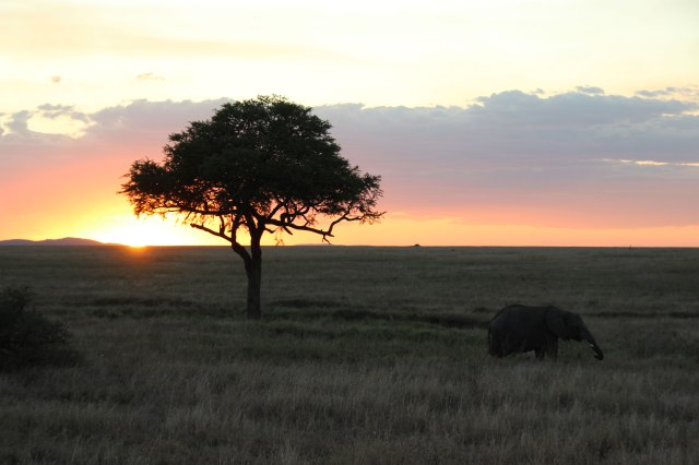 IMG_7743-Atardecer-y-elefante-Web