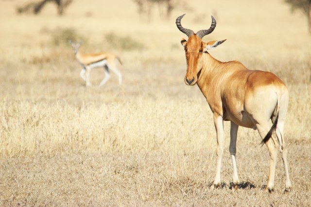 IMG_7816-AntilopeWeb