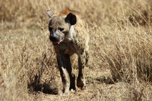 IMG_7885-Hiena-Web
