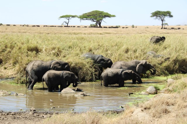 IMG_7962-Elefante-charcha-y-acacias-Web