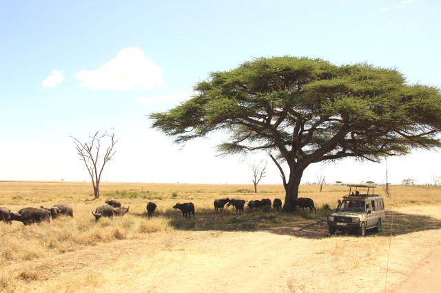 IMG_7994 Bufalos a la sombra de acacia Web