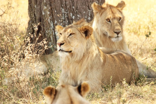 IMG_7998-Leones-jovenesWeb