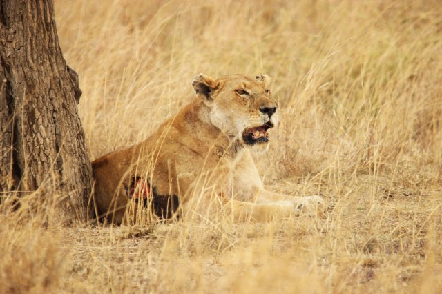 IMG_8195-LEONA-HERIDA-DIENTESJPG-Web