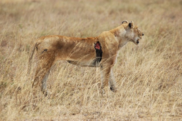 IMG_8214-LEONA-HERIDA-ERGUIDA-Web