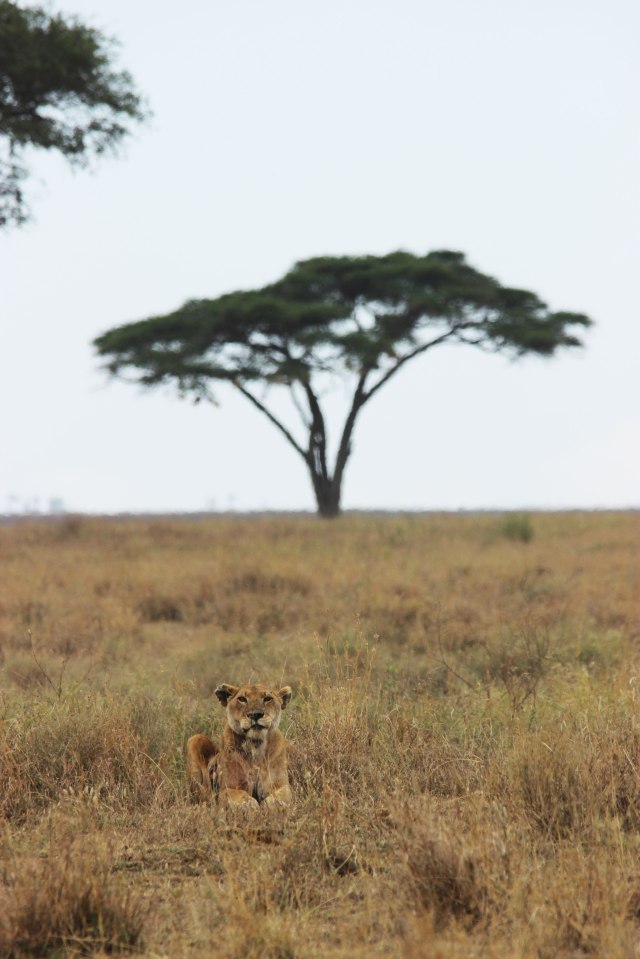 IMG_8236-LEONA-HERIDA-ARBOLWEB