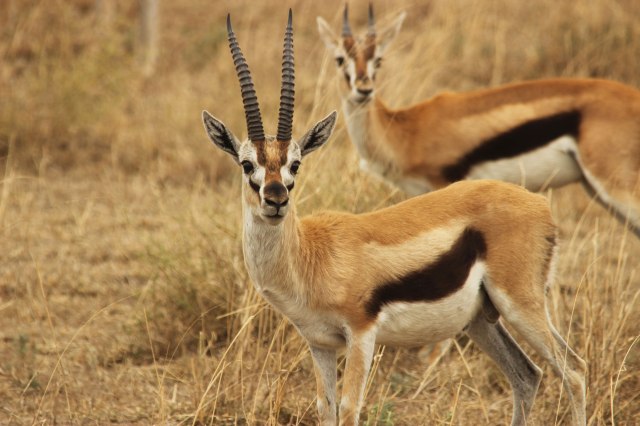 IMG_8254-GACELA-THOMPSONWeb