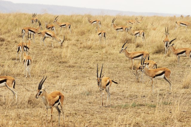 IMG_8258-GACELA-THOMPSON-GRUPO-Web